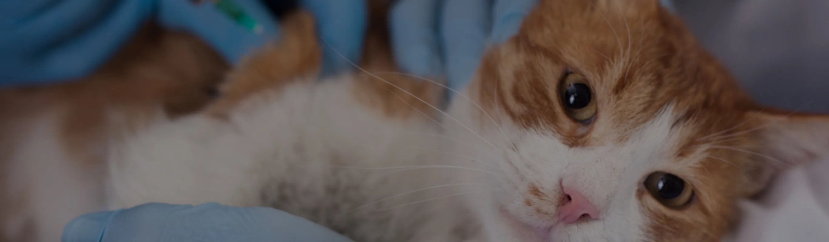 Orange & white cat receiving iodine therapy